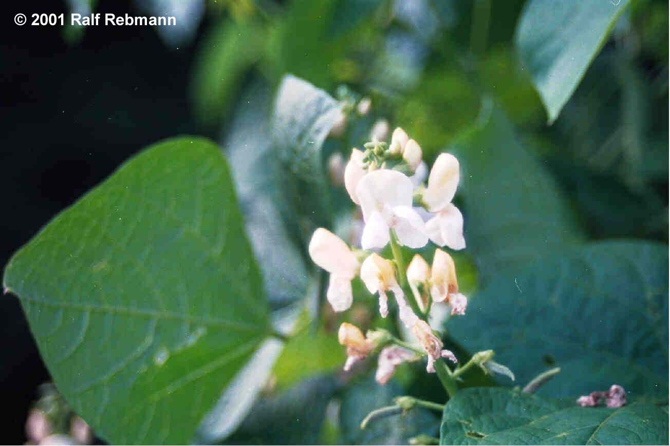 phaseolus vulgaris The atlas of florida plants provides a source of information for the distribution of plants within the state and taxonomic information the website also provides access to a database and images of herbarium specimens found at the university of south florida and other herbaria. phaseolus vulgaris The atlas of florida plants provides a source of information for the distribution of plants within the state and taxonomic information the website also provides access to a database and images of herbarium specimens found at the university of south florida and other herbaria.